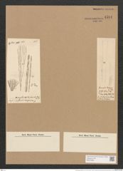 Homoeocladia martiana var. div. Ag. (de-Toni-Nr.: Genus 48, Species 2182) Zeichnungen Sammlung Grunow Nr. 4581 (NHMW-BOT-W0372590)